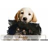 doggy41