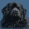 newfy