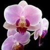 orchidee2011