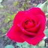 ilonka83