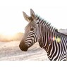MiSsZebra