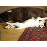 Ayla55