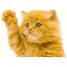 annacat