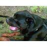 rottweiler20