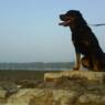 corine2008