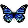 butterfly116