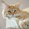 kyona