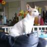 Chiennie
