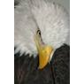 eagle752
