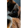 maxy