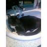 monique33