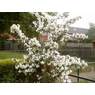 Jeanet2706