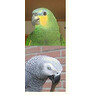 lieske4