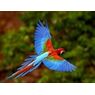 straatvogel