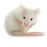 minimuis21