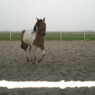 gezel