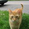 tossie