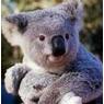 koalabeer01