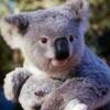 koalabeer01