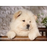 chowchow