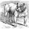 AMbulldog
