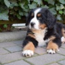 Hennie3