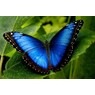 blauwsmaragd