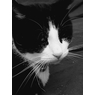 gizmoke