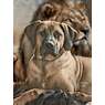 ridgeback