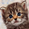 mieke43