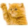 cat1959