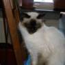 blitzer13