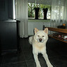 moppie3