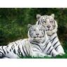 tigerlady78