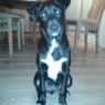 Jessie6