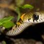 Snakylady
