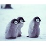 ilovepinguins