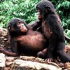 BonoboAapje