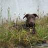 vleckie